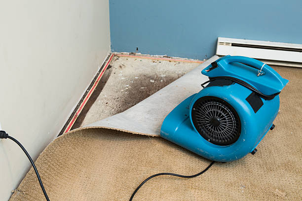 Best Local water damage restoration  in Mcswain, CA
